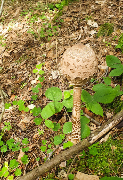 Stor svamp med mörkt knottrigt mönstrat huvud och fläckig stam i skog.