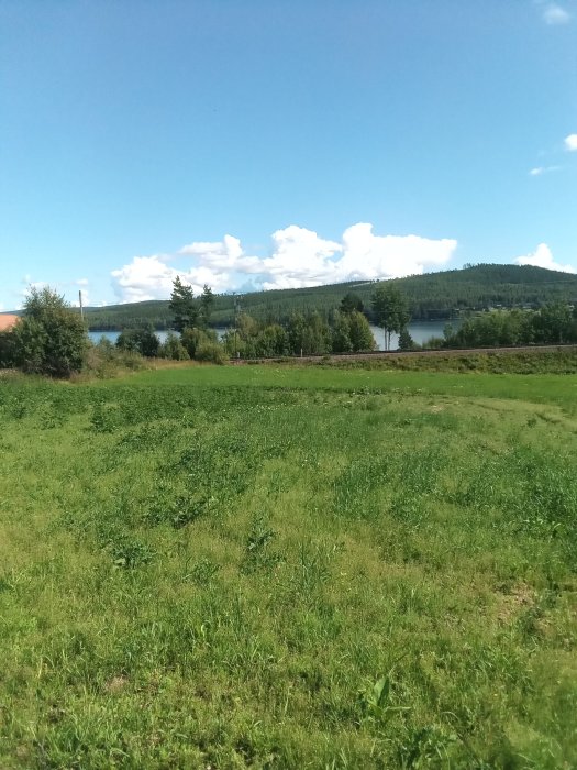 Grönt fält med utsikt över sjö och skog under blå himmel med moln, potentiellt för gödsling.