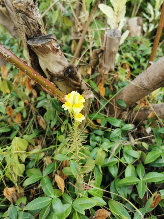 Gul blomma i förgrunden med gröna löv och brun grenig bakgrund.