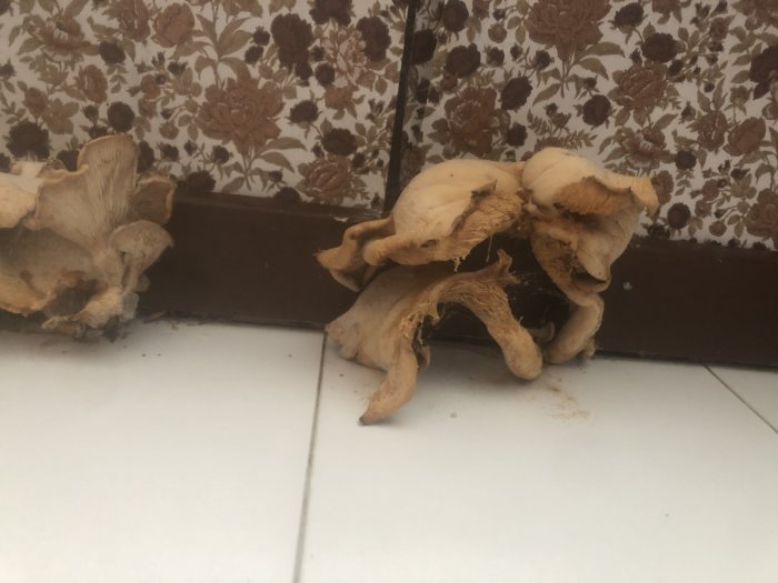 Svampväxt i hörnet av ett rum med blommigt tapetmönster och vit golvlist.