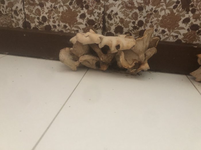 Svampväxt vid golvlisten i ett hörn av rum med äldre tapetmönster.