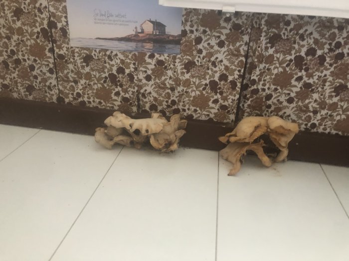 Svampväxt längs list vid blommigt tapetserad vägg inomhus.