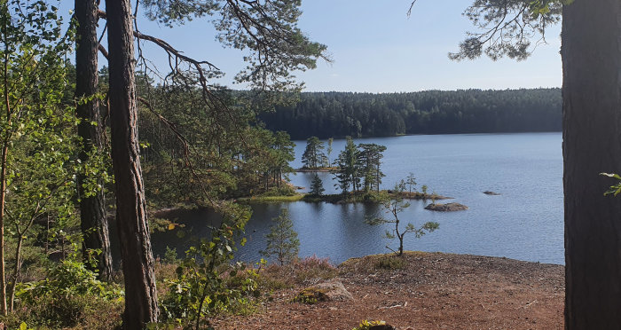 Vy över en lugn skogssjö omgiven av barrträd och en liten ö mitt i sjön, sedd mellan trädstammar på land.