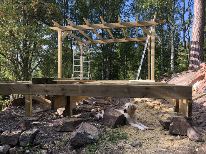 Trästomme till byggprojekt med nedsänkning och förstärkningar, hund ligger vid bygget.