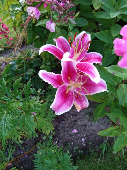 Blommande rosa lilja med vit kant och synliga ståndare i en grön trädgårdsrabatt.