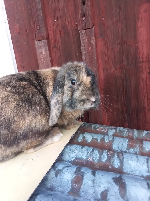 En brun kanin sitter på ett tak vid ett rött trästaket.