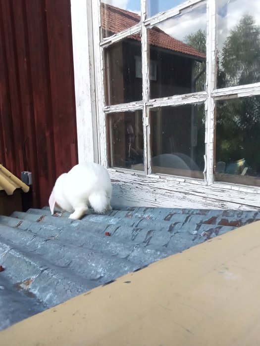 En vit kanin vid ett gammalt fönster på ett blåmålat tak.