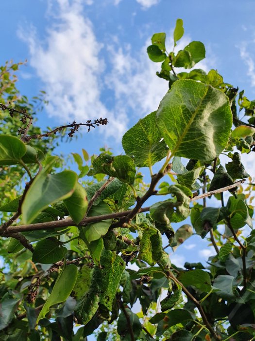 Päronträd med deformerade och krulliga blad som kan tyda på sjukdom eller skadedjursangrepp.