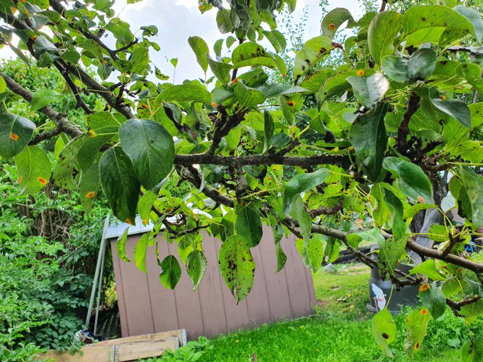 Päronträds grenar med gröna blad som har synliga skador och brunaktiga fläckar, tecken på sjukdom eller skadedjur.