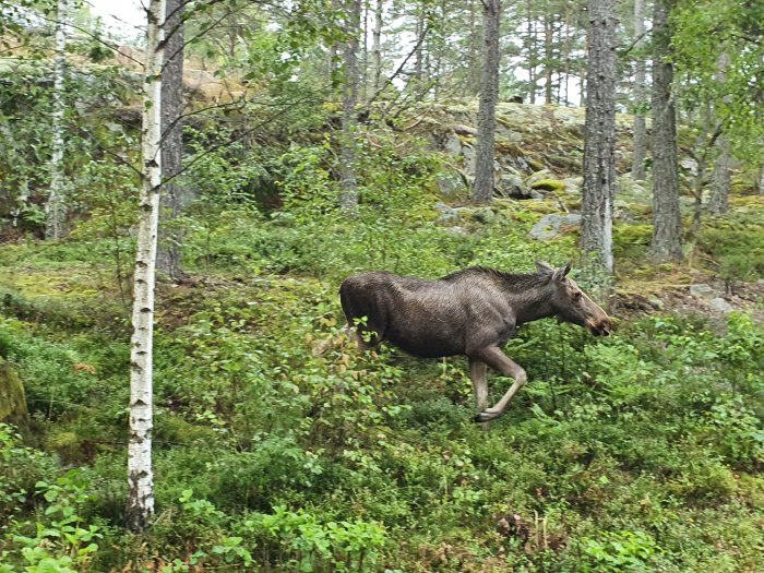 En älg i skogen går bland träd och grönska.