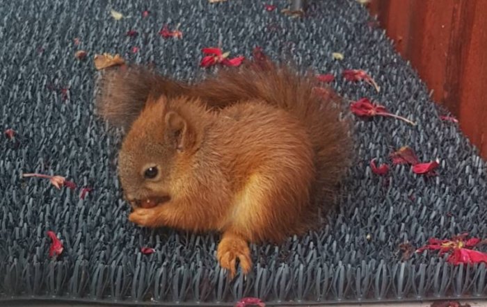 Ung ekorre på en grå matta äter en hasselnöt omgiven av röda blomblad.