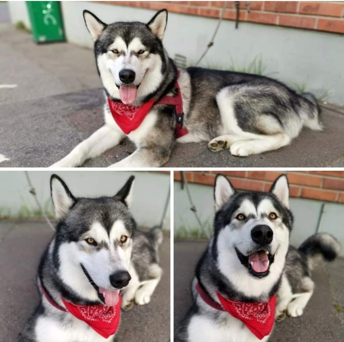 En glad Alaskan Malamute med rött halsband i tre olika poser utanför en affär.