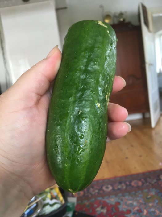 En hand håller en liten nyskördad gurka inomhus med köksmiljö i bakgrunden.