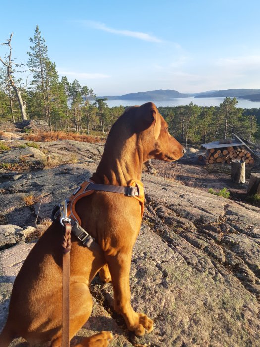 En hund med sele sitter på en klippa och tittar ut över en skog och en sjö.