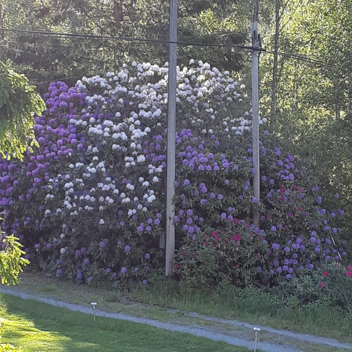 Syrenbuskar i olika nyanser av lila och vitt planterade bredvid en grusväg.