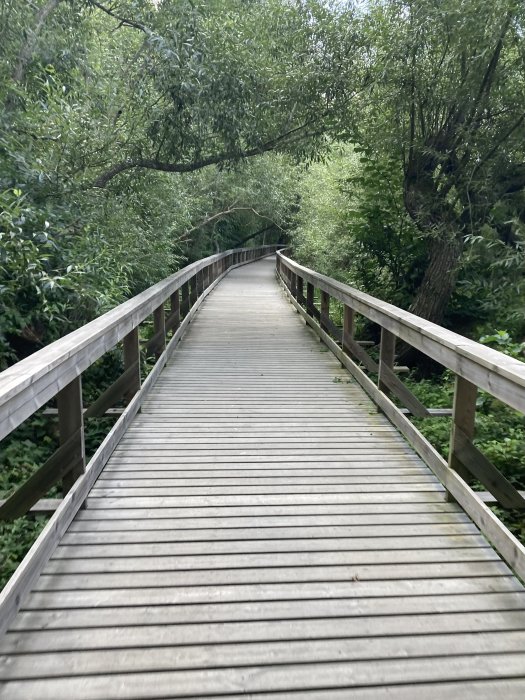 Träbro som leder genom grönt lövverk i en lummig parkmiljö.