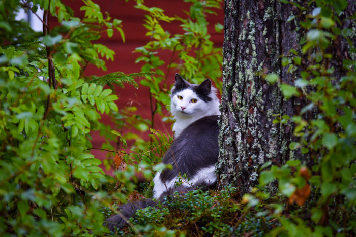 Svartvit katt som tittar ut bakom ett träd i skogen med röd stuga i bakgrunden.