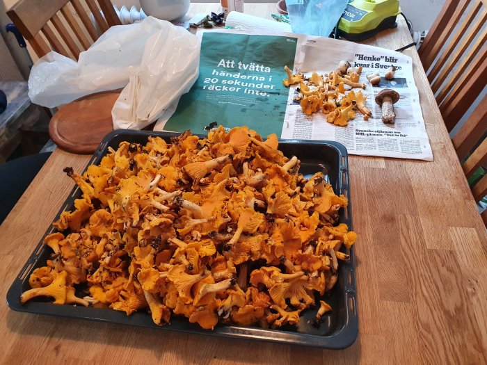 Tray full of chanterelle mushrooms on a wooden table with a newspaper and a white plastic bag in the background.