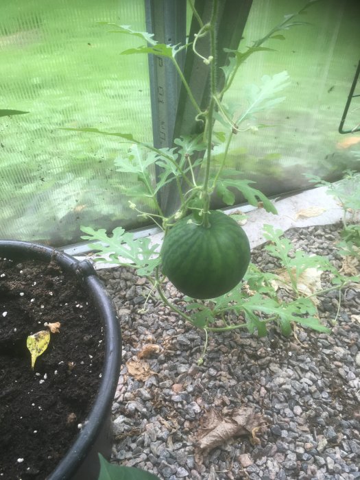 En växande vattenmelon på planta i ett växthus med grusig mark.