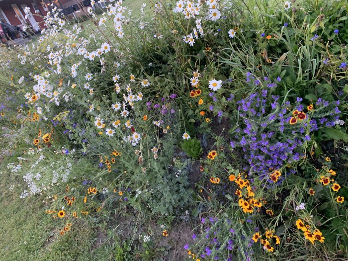 Blomstrande trädgård med flera sorters blommor i olika färger, mestadels lila och gula.