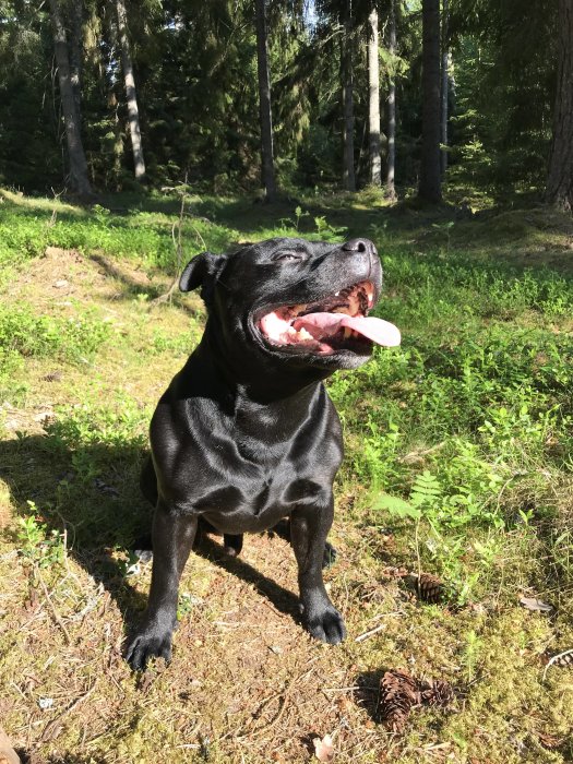 Svart hund sitter och ler i skogsmiljö som kommer vara del av en 1800kvm stor tomt.