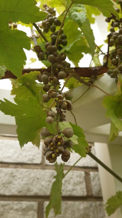 Vindruvor med tecken på sjukdom eller näringsbrist hänger på en gren.