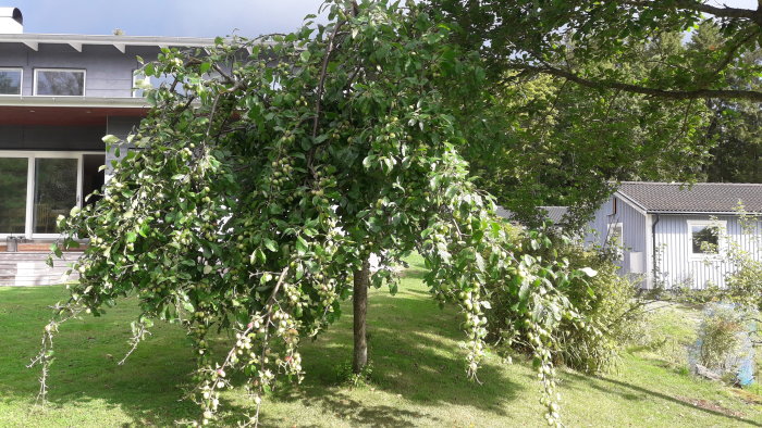 Ett överbelastat plommonträd med grenar som böjer sig under tyngden av frukten framför ett hus.