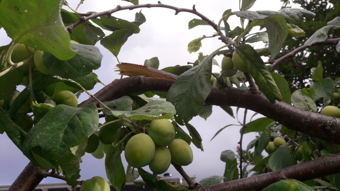 Överbelastad gren på plommonträd med omogna frukter och synligt brott.