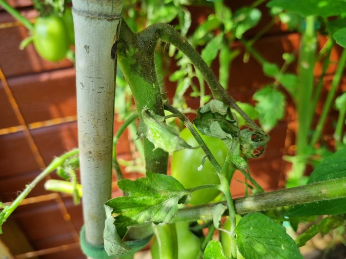 Skadade tomatplantor med tecken på svampangrepp och vissnade blad och stjälkar, samt en omogen grön tomat.