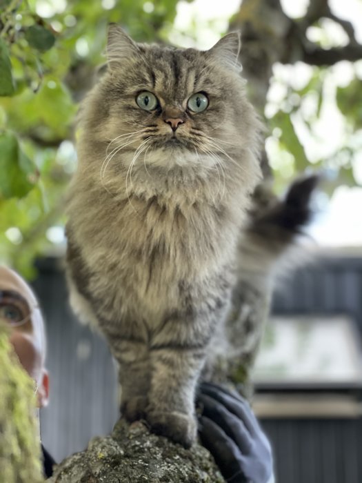 Fluffig grå katt med blå ögon på ett träd, blickar ner, med en persons oskärpa ansikte nedanför.