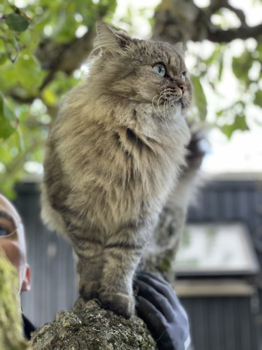 En grå katt vid namn Doris sitter på en gren medan en persons hand stöttar henne, med gröna löv i bakgrunden.