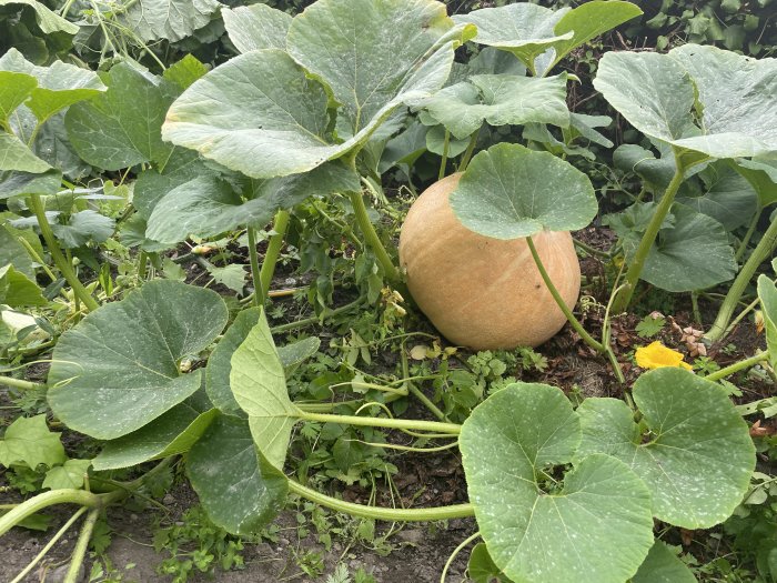 Stort grönt pumpaland med bladverk och en stor pumpa i fokus, jord och plantor runtomkring.