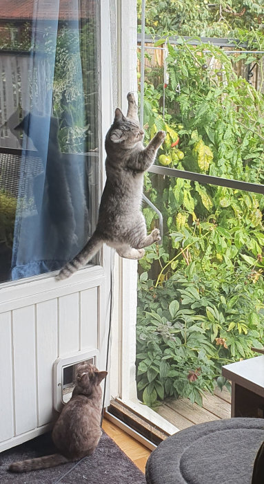 En katt klättrar på fönsternätet medan en annan ser på genom en kattlucka inomhus.