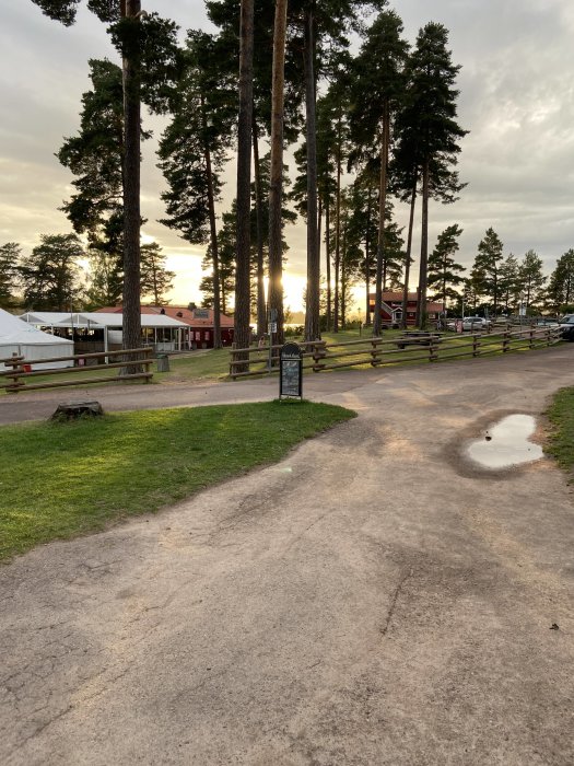 Solnedgång i en park med höga barrträd, en grusgång och röda byggnader i bakgrunden.