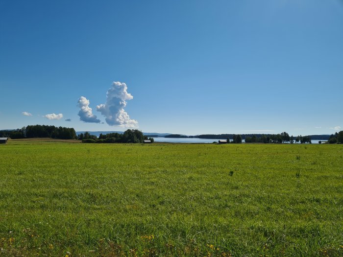 Grönt fält med utsikt över en sjö och träd vid horisonten under en klarblå himmel med stora moln över Norrbobyn, Bjuråker.