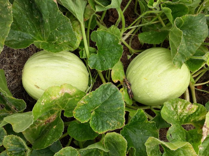 Två omogna honungsmelonplantor som växer i friland omgivna av gröna blad.