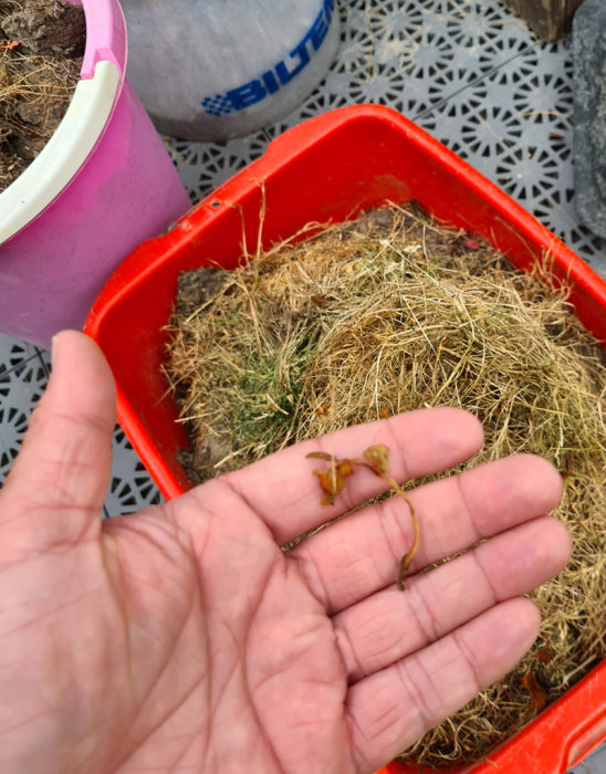 Hand håller små växtskott framför en röd balja med gräsklipp och en rosa hink i bakgrunden.