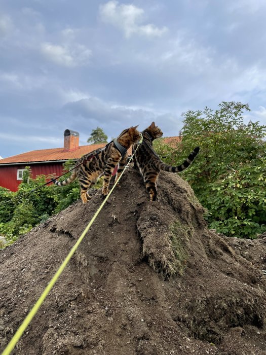 Två katter på sele som undersöker en stor jordhög med ett rött hus i bakgrunden.