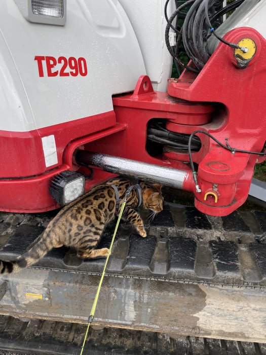 En bengalkatt på koppel utforskar en grävskopa med texten "TE290".