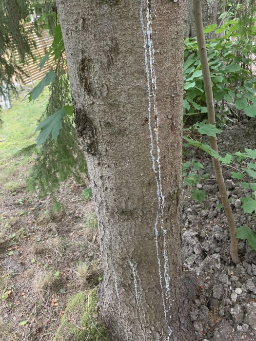 Granträd med en mörk skadad öppning och kåda som runnit ner längs stammen.