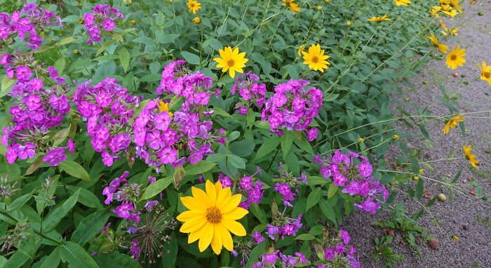 Präriesolrosor och höstflox med gula och lila blommor i en frodig trädgård.