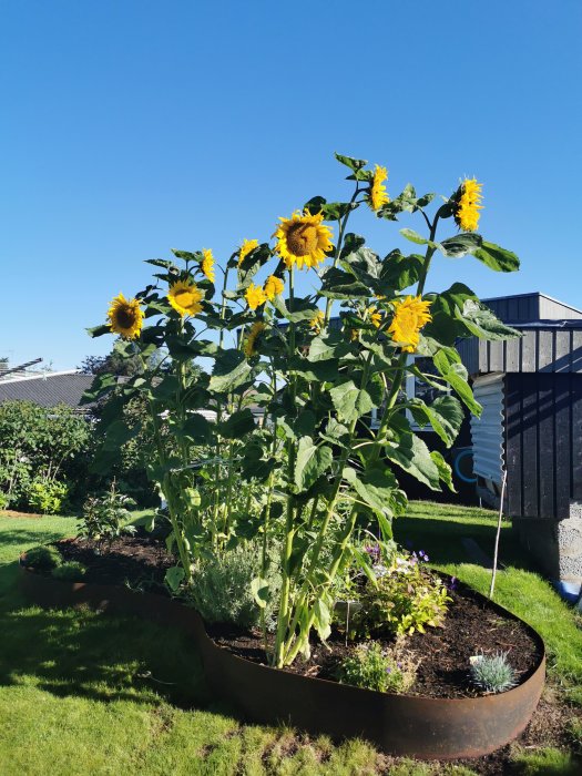 Solrosor i full blom i en upphöjd cirkulär odlingsbädd på en solig dag.