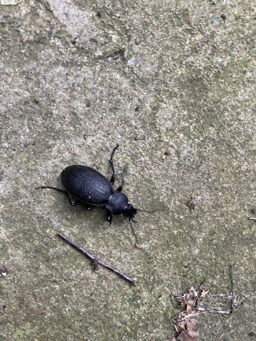 Svart skalbagge på betongunderlag med små grenar och smutsfläckar.