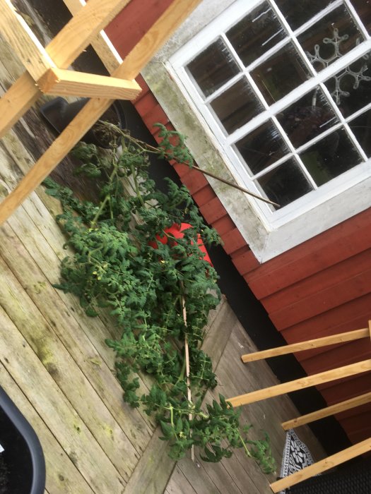 Nedblåsta tomatplantor vid trästolpe på träveranda bredvid rött hus och fönster.