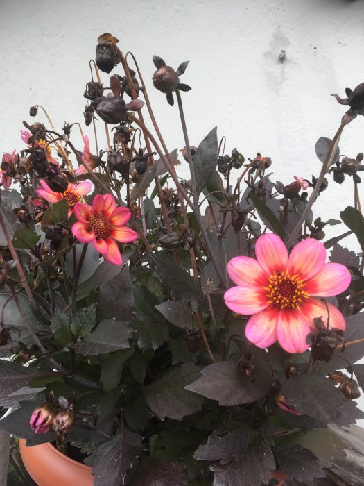 Rosa och gula sommardahlior i blom med vissna blommor i bakgrunden, planterade i en kruka.