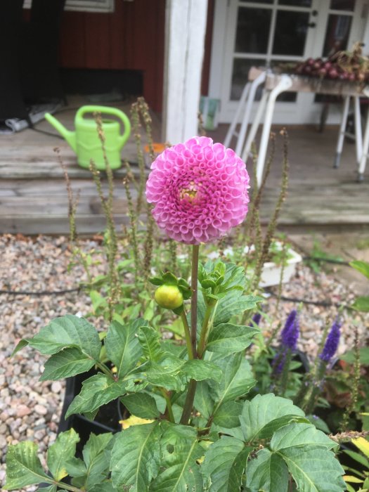 Blommande rosa sommardahlia i kruka med gröna löv framför en veranda med en grön vattenkanna.