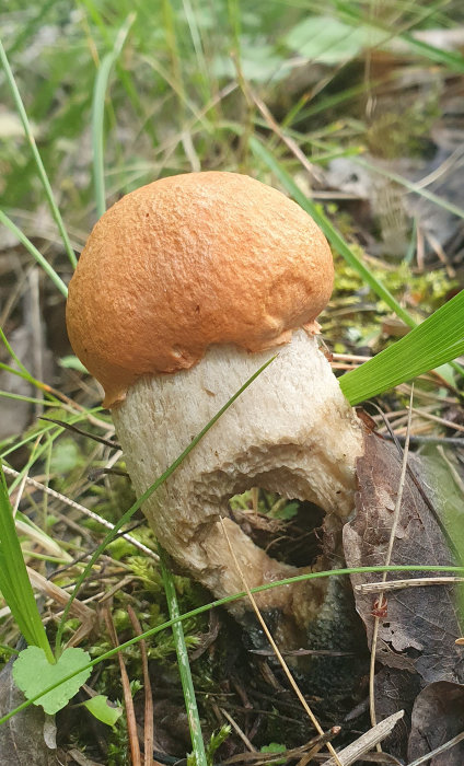 En stor svamp med brunorange hatt och vit stam i en skogsmiljö.