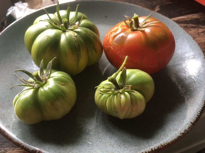 Fyra olika mognadsstadier av tomater på en blå tallrik, varav en är nästan helt röd och de andra gröna.
