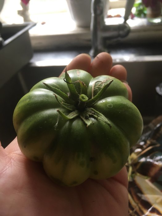 Omoget tomat i hand framför ett köksfönster, namnlappen saknas.
