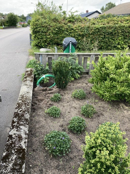 Trädgård med nyanlagda växter och en grön vattenslang vid en staketkant längs en bostadsgata.